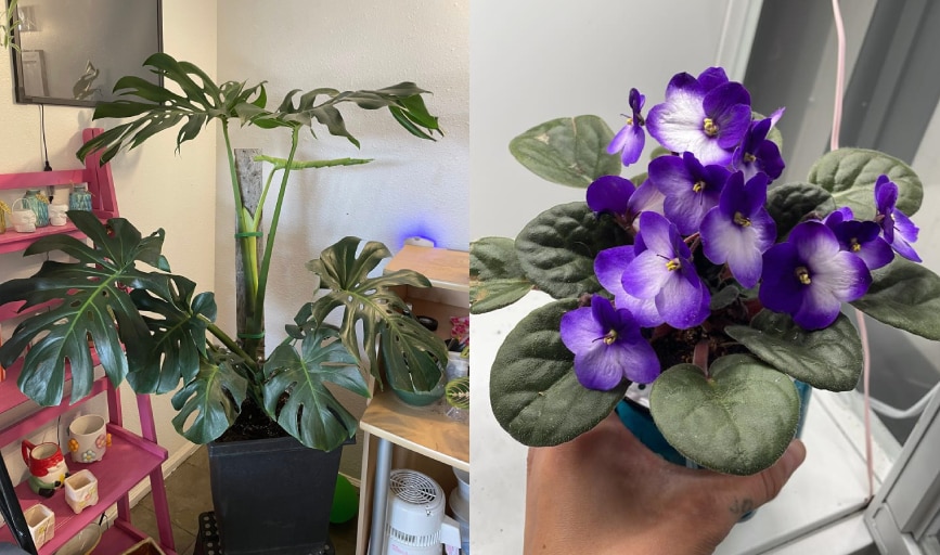 Indoor Plants