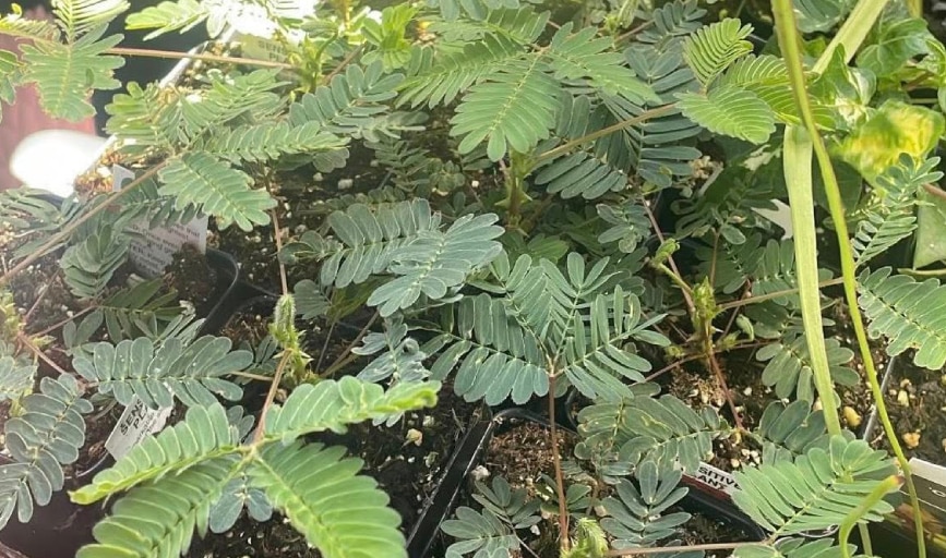 Seasonal Plants